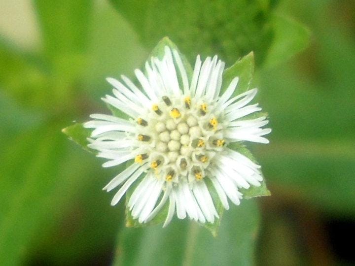 Eclipta Alba Plant (3.5 Inch Pot)