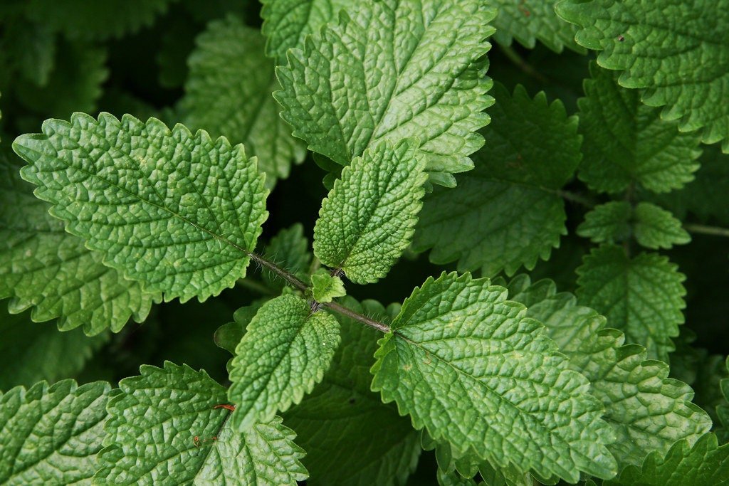 Lemon Balm Plant, 3.5 Inch Pot