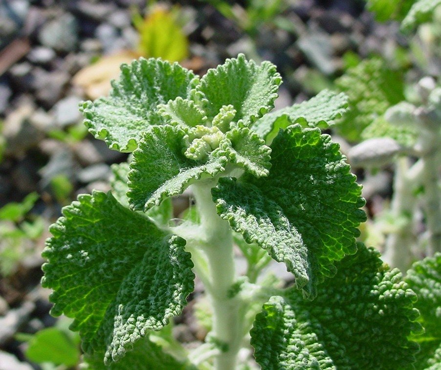 Horehound Live Plant, 3.5 Inch Pot
