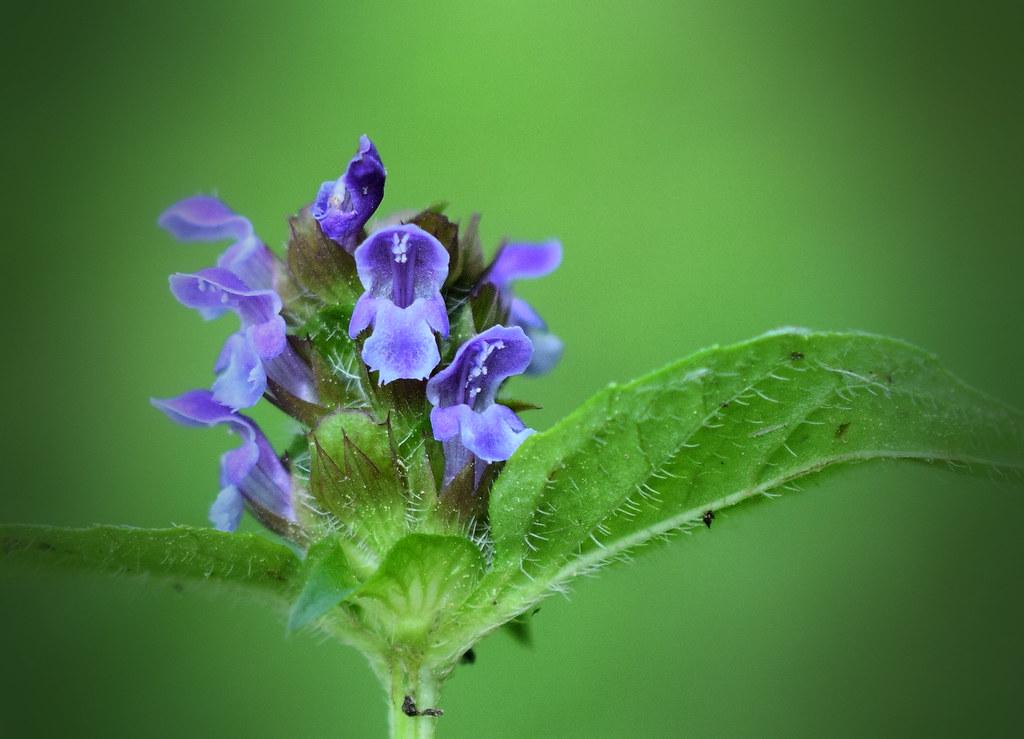 Self Heal Live Starter Plugs (Prunella Vulgaris), 3 Starter Plugs or 3.25 Inch Pot, Perennial plant