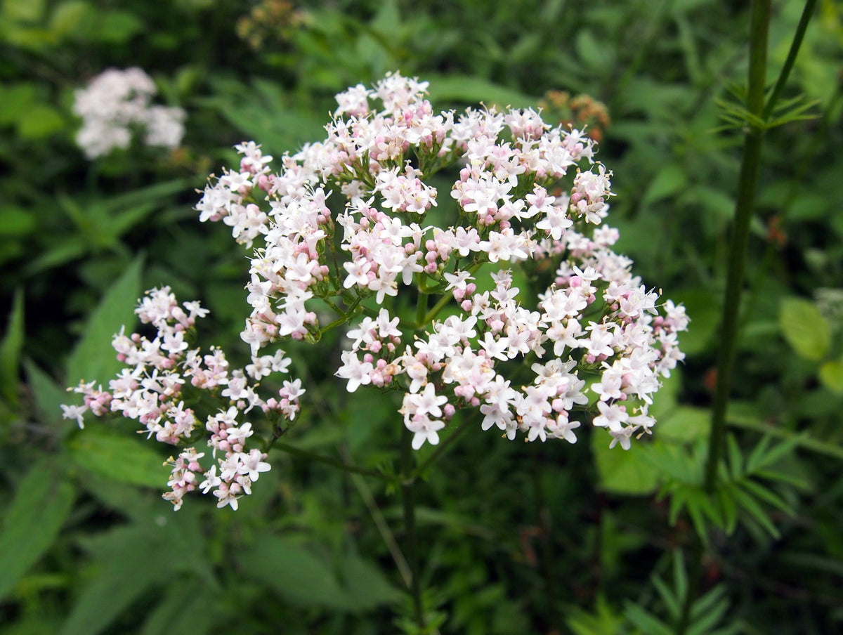 Valerian Plant Starter Plugs, Perennial Herb for Pollinator Gardens, Fragrant Pink-White Blooms