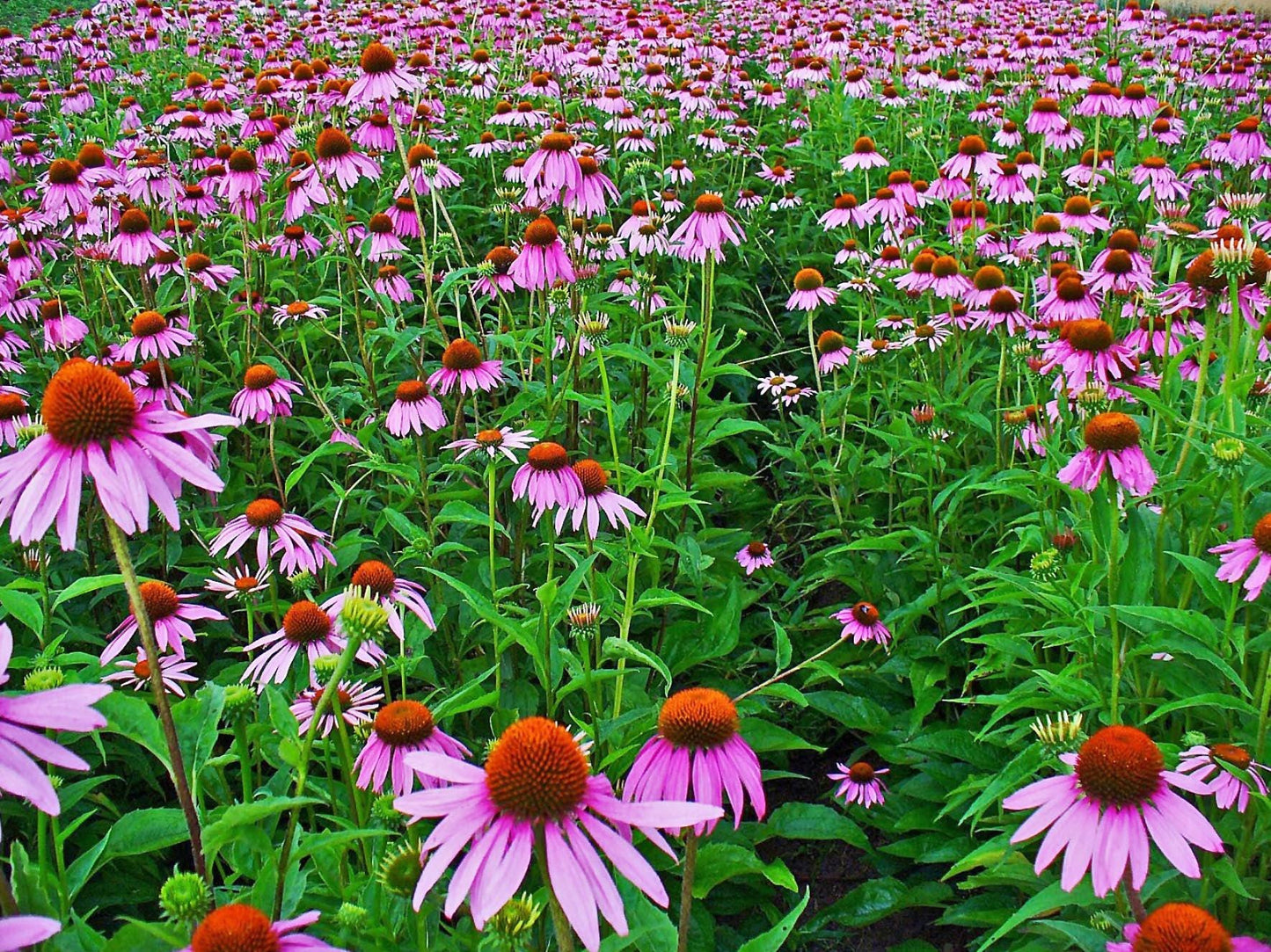 Echinacea Live Plant (Purple Coneflower) 2.5 Inch Pot