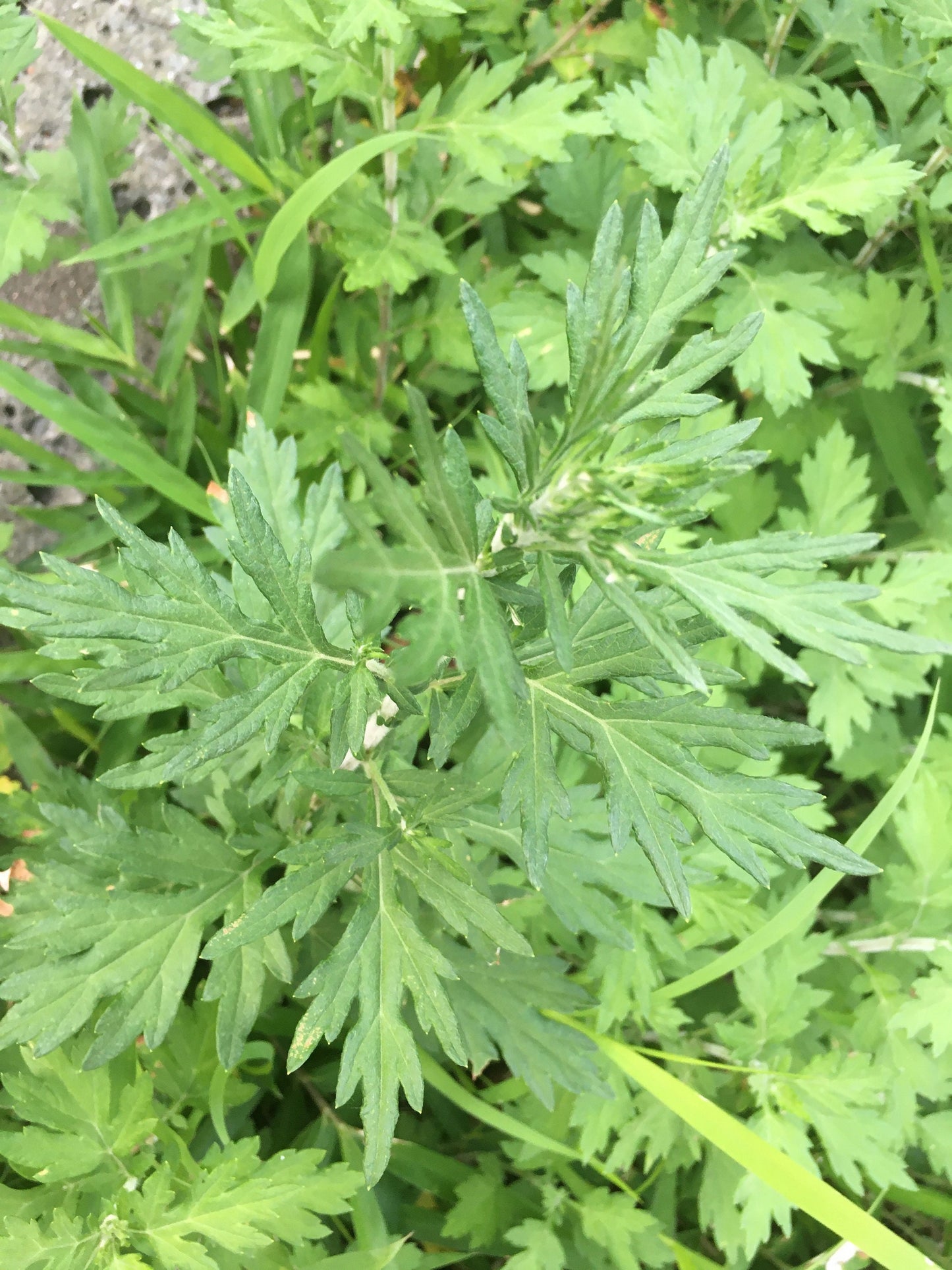 Mugwort Tincture, 1 oz bottle