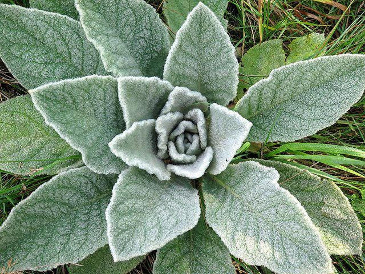 Mullein live plant, 3 Starter Plugs or 3.25 Inch Pot, Verbascum thapsus Perennial, Fuzzy Foliage for Sunny Gardens