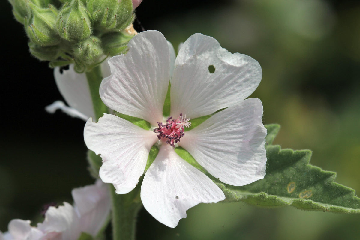 Marshmallow Plant, 3 Starter Plugs, Althaea officinalis -