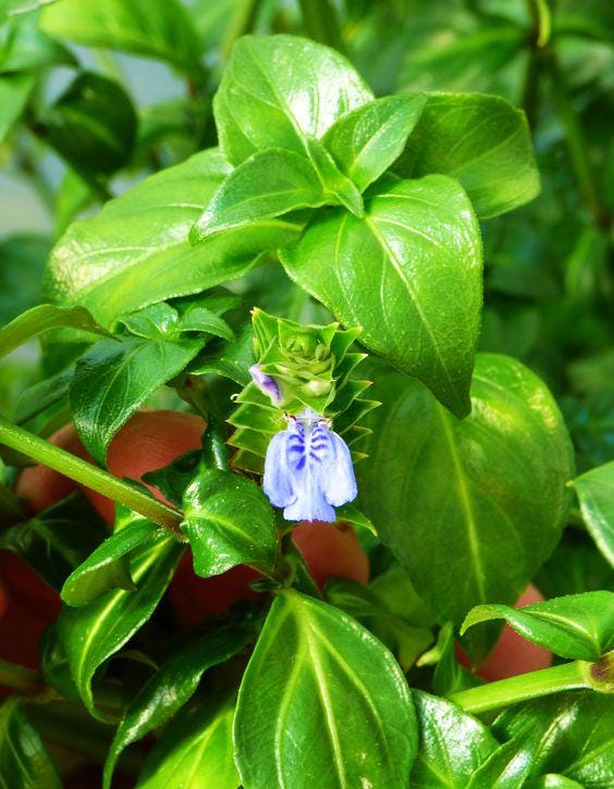 Mushroom Plant Live Plant, Rungia klossii edible tropical herb, Ken Pak, 3.25 Inch Pot