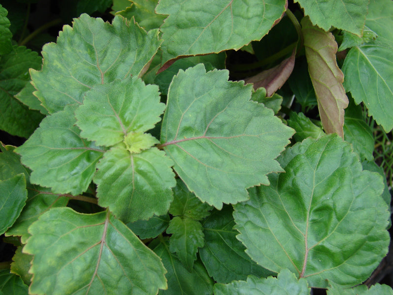 Patchouli Live Plant, 2.5 Inch Pot