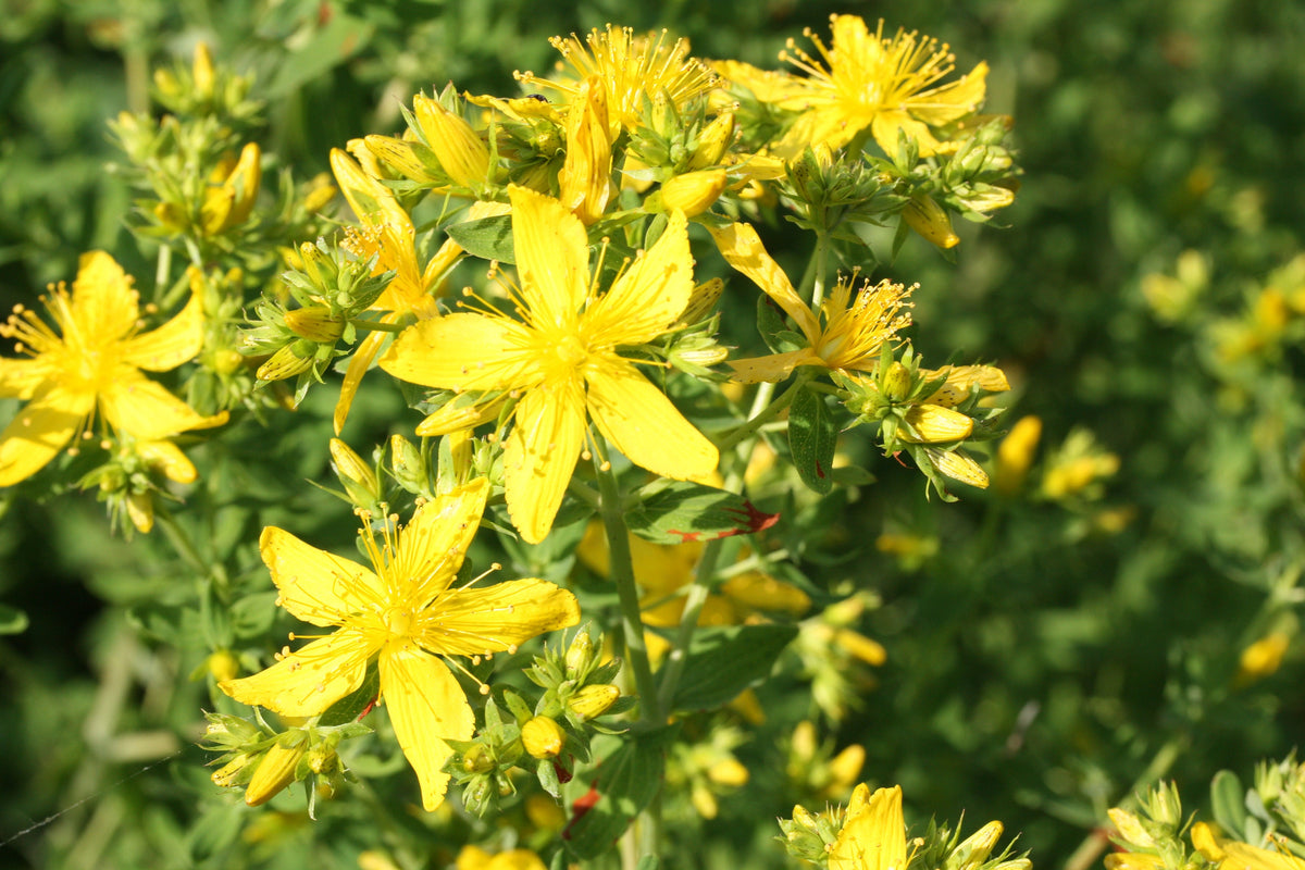 St Johns Wort Plant, Hardy Perennial Herb, Yellow Summer Blooms, 3.25 Inch Pot