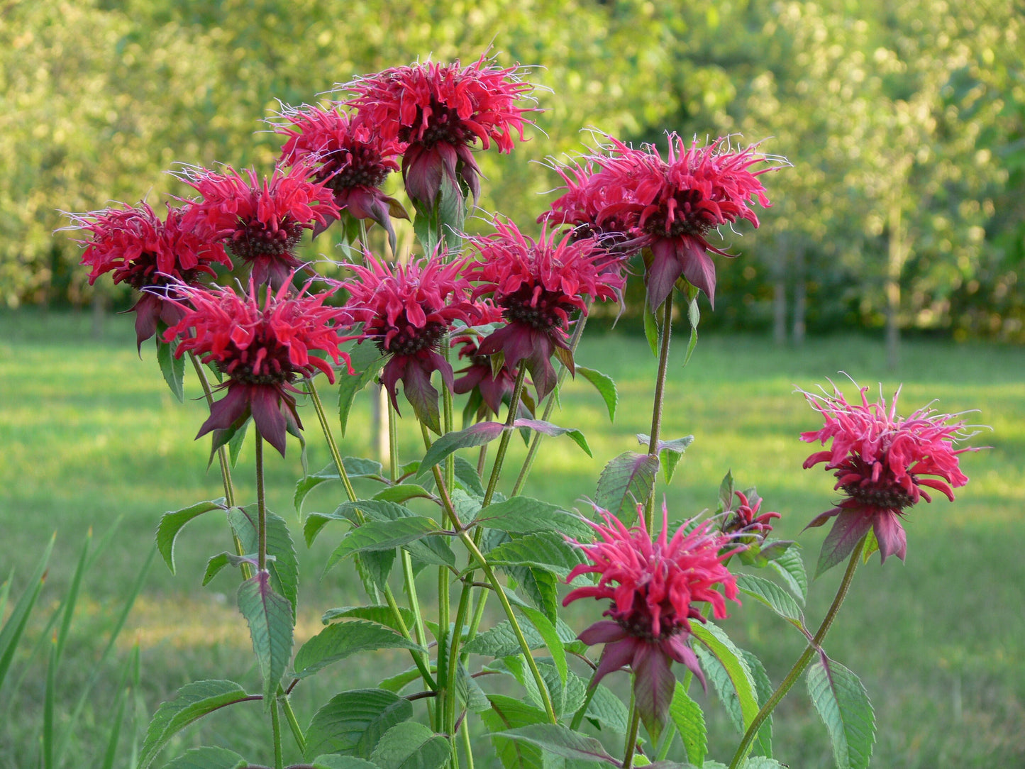 Scarlet Bee Balm Live Plant (Monarda didyma), 3.25 Inch Pot