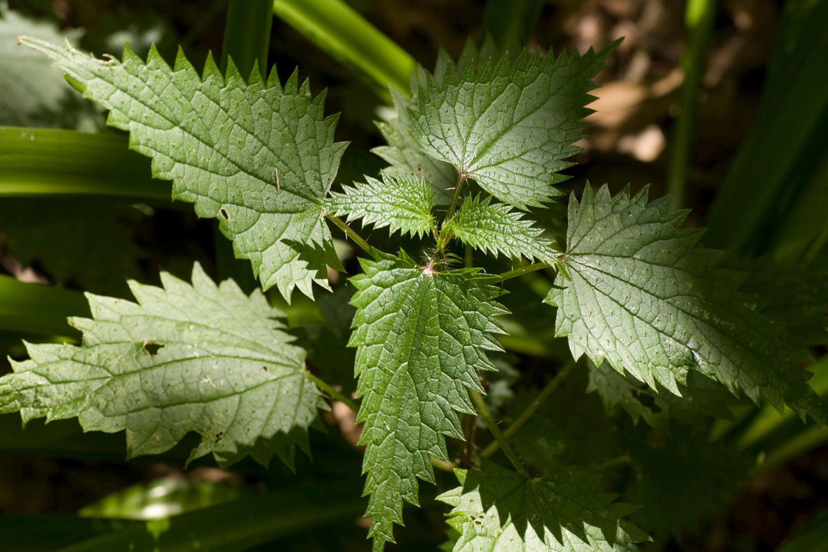 Stinging Nettle Live Plant, 3.25 Inch Pot