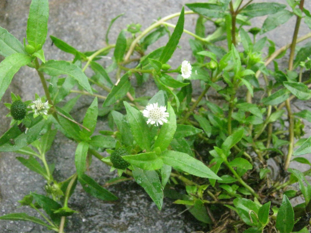 Eclipta alba plant, False Daisy herb, 3.25 Inch Pot