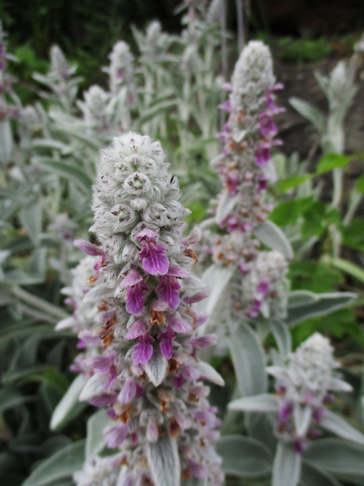 Lamb's Ear Plant, Quart Pot - Organic Potting Mix- Drought tolerant Perennial