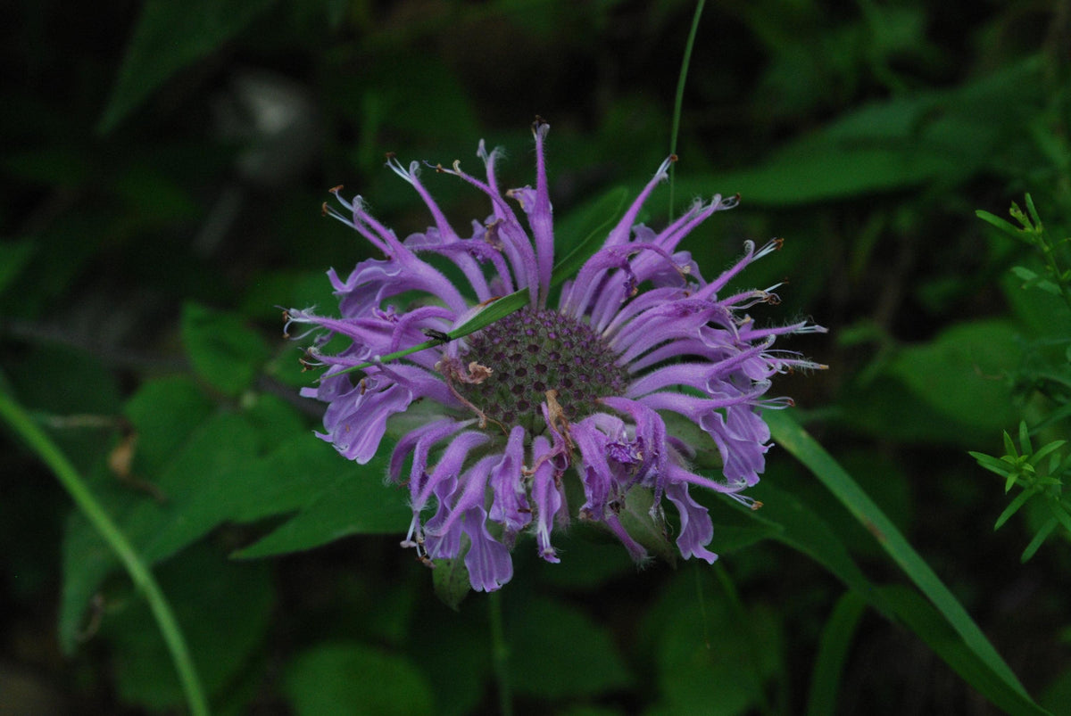 Wild Bergamot Plant, Monarda fistulosa perennial, pollinator garden, 3 starter plugs for Zones 3 to 9