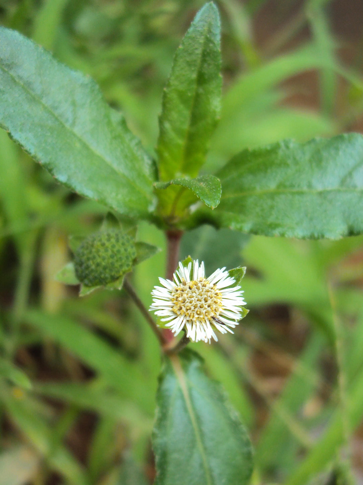 Eclipta alba plant, False Daisy herb, 3.25 Inch Pot
