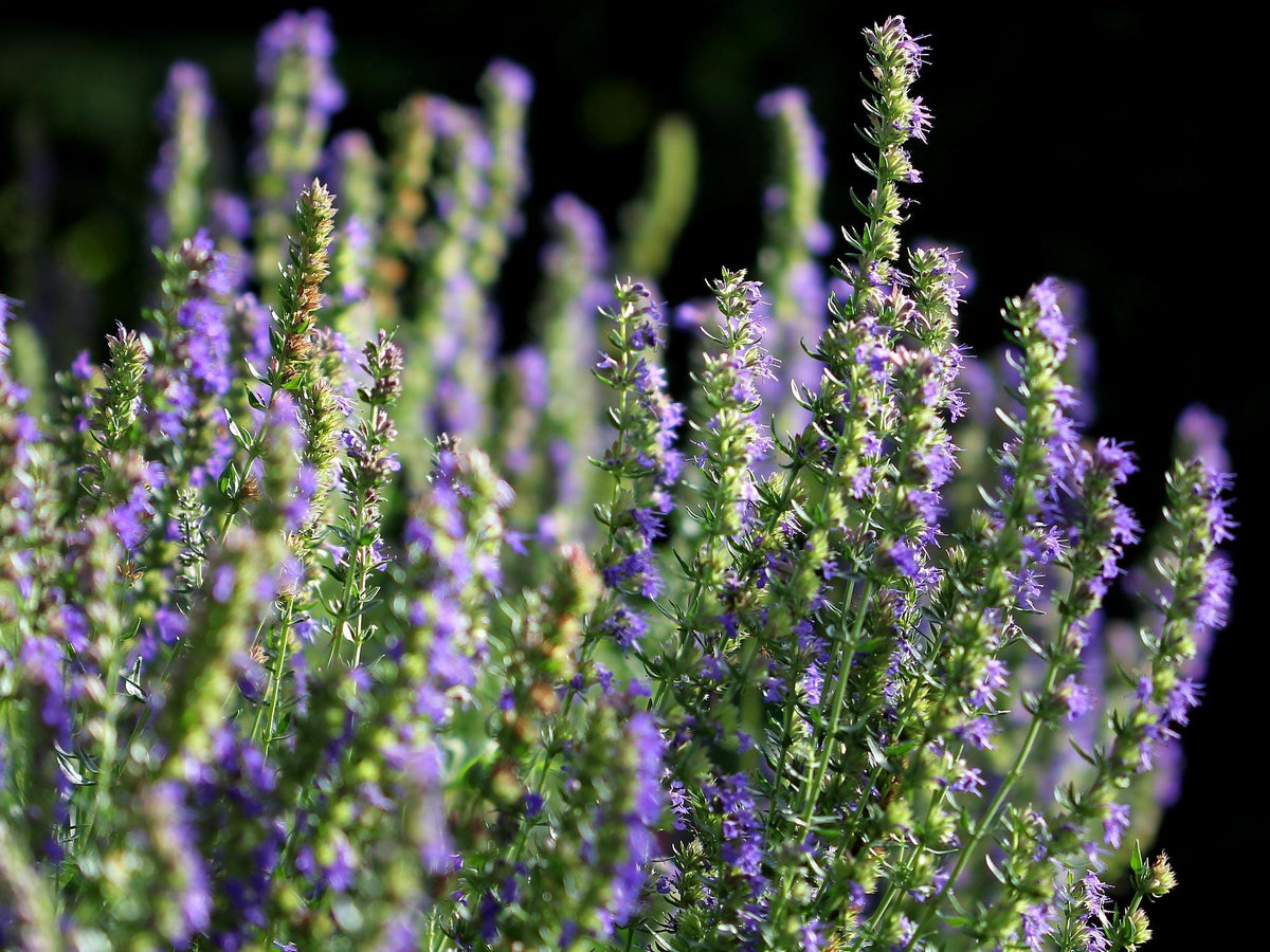 Live Hyssop Plant, Purple Blue Blooms for Pollinator Gardens, Perennial Herb in Nursery Pot