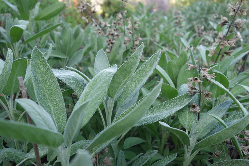 Sage Live Plant (Salvia officinalis), 3.5 Inch Pot