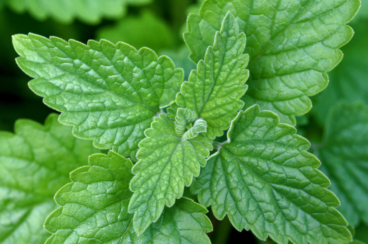Catnip (Nepeta cataria) – Live Starter Plugs (3 Plugs) – Perennial Herb