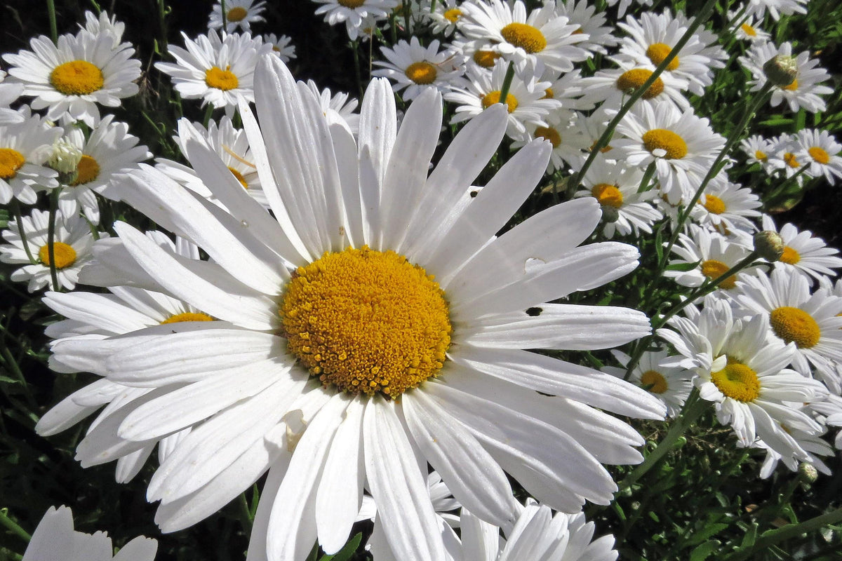 Close-up cluster of Shasta Daisy Plant blooms, white petals and golden centers, cottage garden plant.
