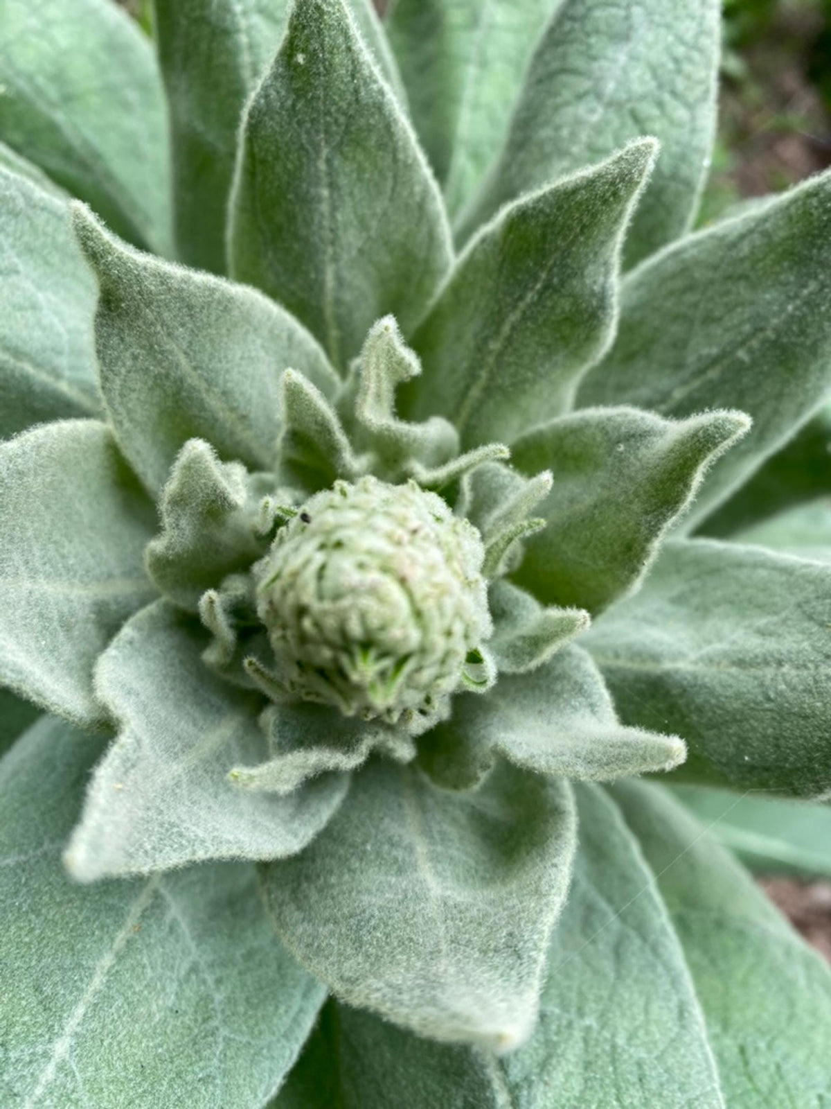Mullein live plant, Verbascum thapsus Perennial, Fuzzy Foliage for Sunny Gardens