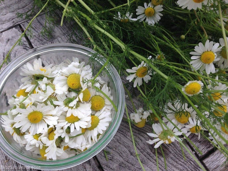 Top-down bowl of floating white chamomile flowers on weathered wood, evoking chamomile tea from a live chamomile plant