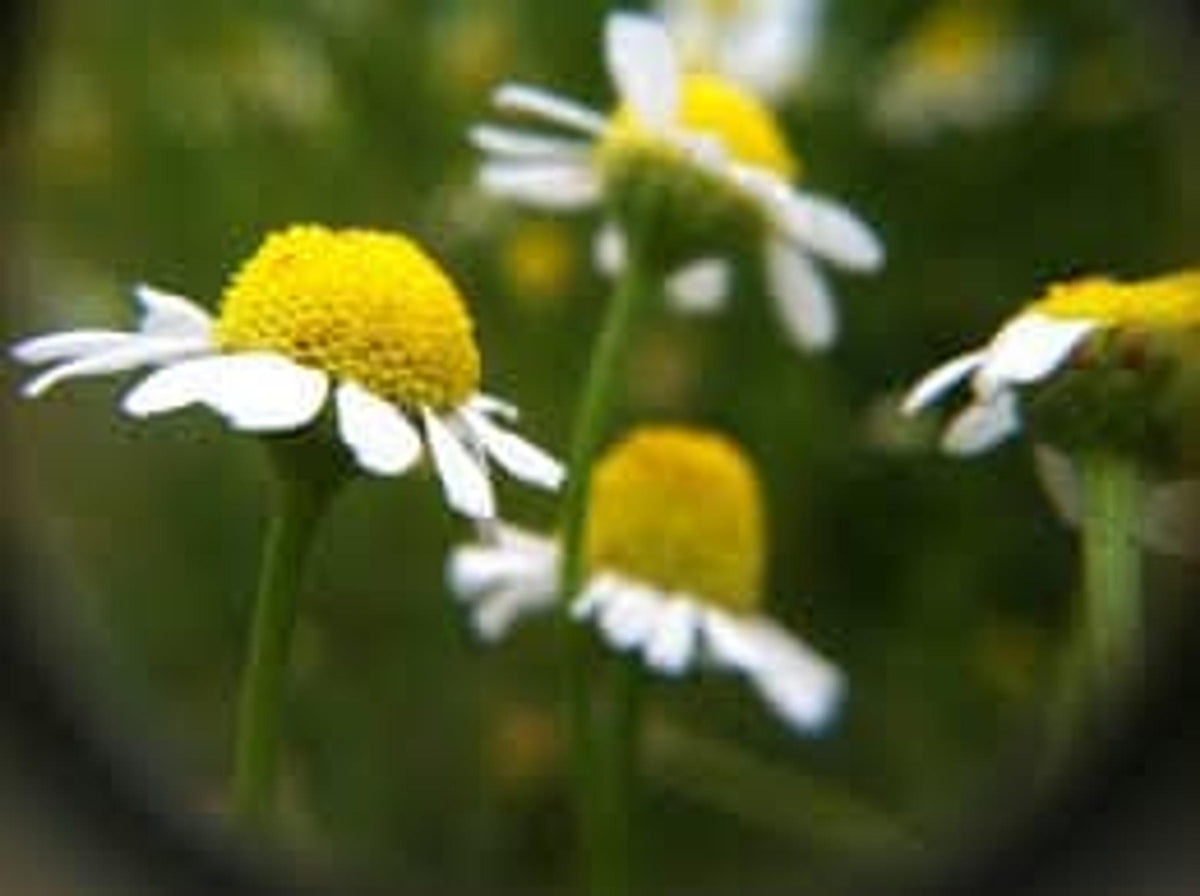 Macro view of chamomile flower buds and open heads, showing Chamaemelum nobile texture and herbal detail