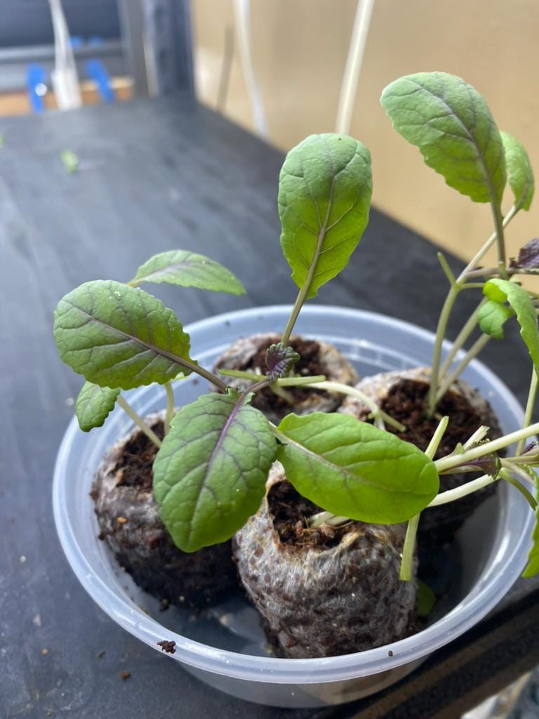 Asian Greens Starter Plugs | Live Mixed Greens Plants for Garden | Bok Choy Tatsoi Mizuna