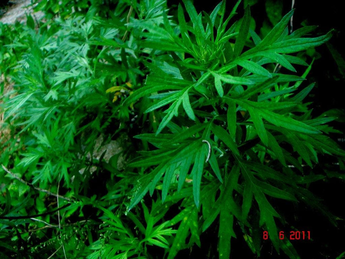 Vibrant feathery, finely divided mugwort plant foliage, live mugwort herb for herbal tea or garden
