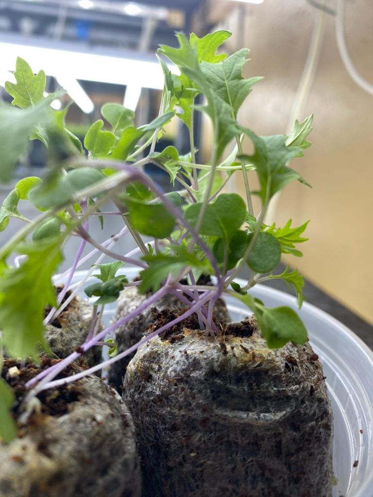 May include: Young green seedlings with serrated leaves and thin purple stems growing out of compressed peat pellets. The small plants are arranged in a clear plastic container, showing the root structures emerging from the dark brown soil medium.