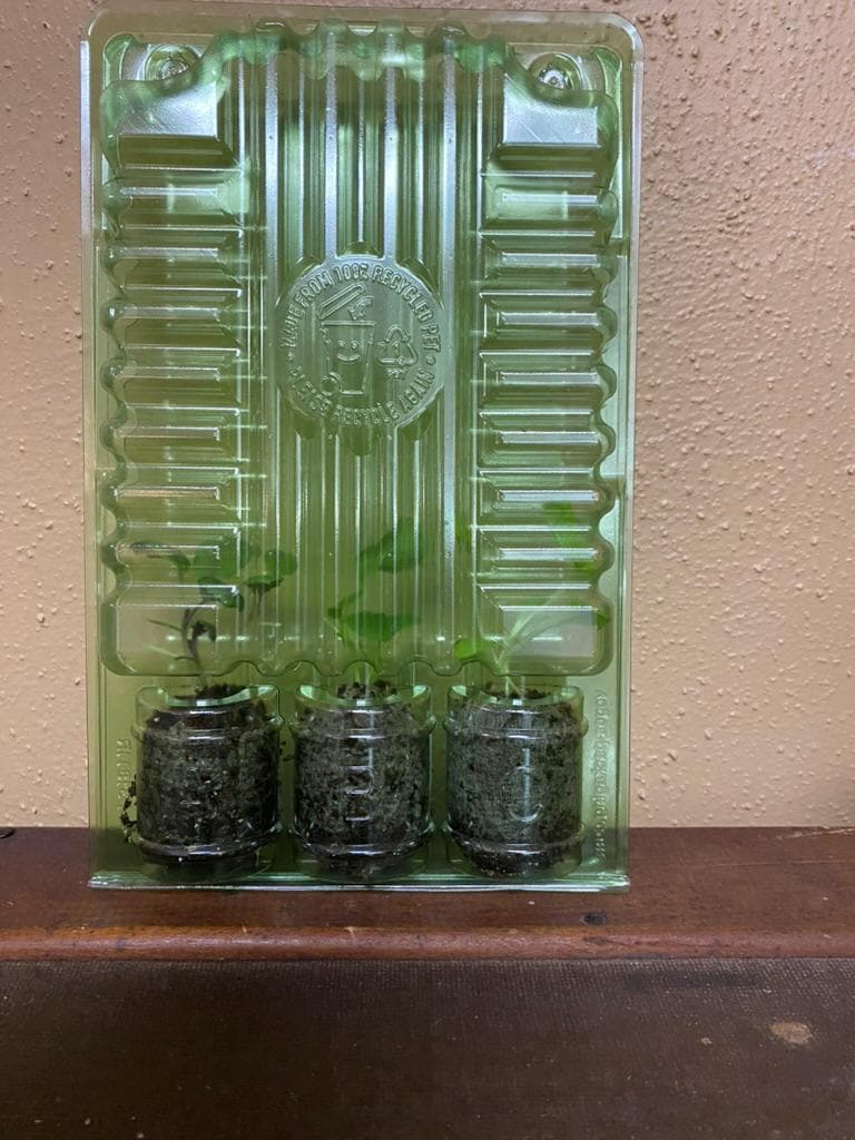 Natures Superfoods Starter Plugs | Live Superfood Vegetable Plants | Nutrient Dense Greens