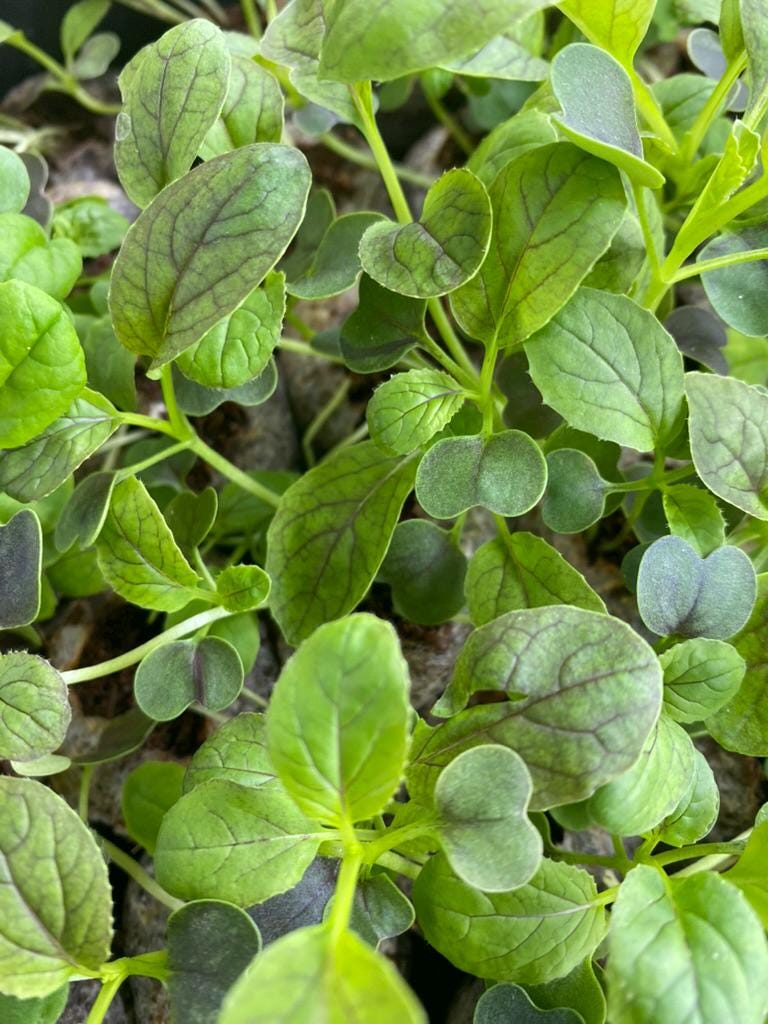 Natures Superfoods Starter Plugs | Live Superfood Vegetable Plants | Nutrient Dense Greens
