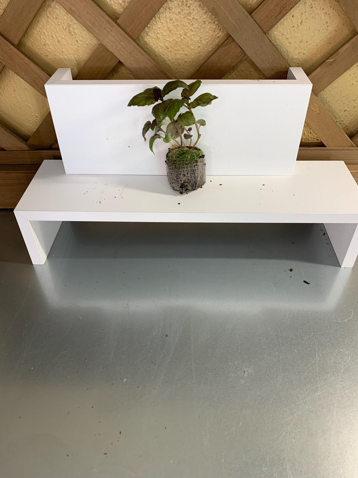 Live Basil Plants, 3 Established Plugs for Containers, Ready for Soil or Hydroponic Systems