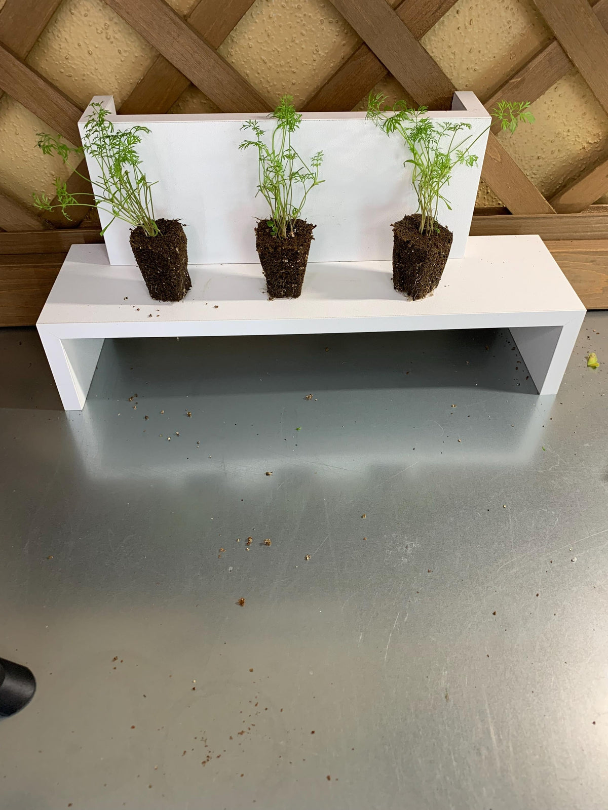 Dill Seedlings, 3 Live Starter Plugs, for Garden or Hydroponic Growing