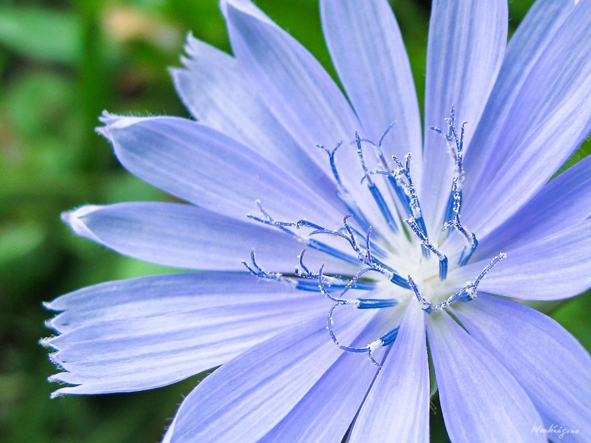 Macro close-up of a blue chicory flower, Cichorium intybus petals and central stamens in sharp detail