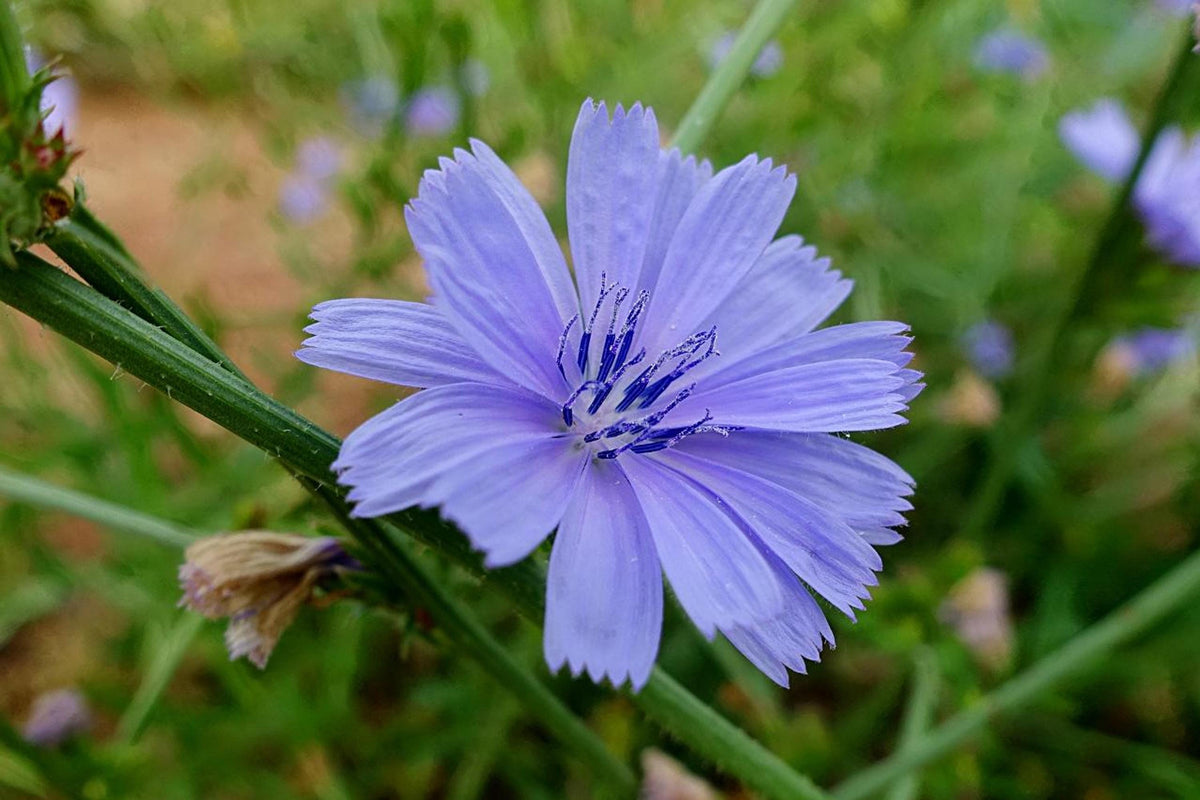Side-angle detail of a blue Cichorium intybus flower, showing slender buds and textured petals