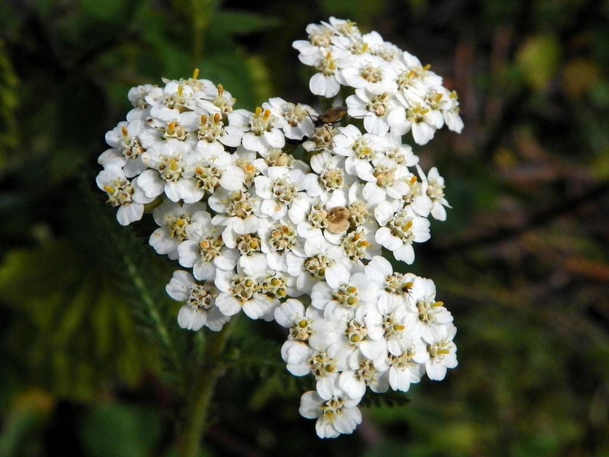 Close cluster of white yarrow live plant blooms with yellow centers, perennial herb plant for pollinators