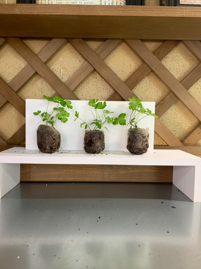 Parsley Seedlings, 3 Live Plugs for Garden Transplants, Soil or Hydroponic Growing