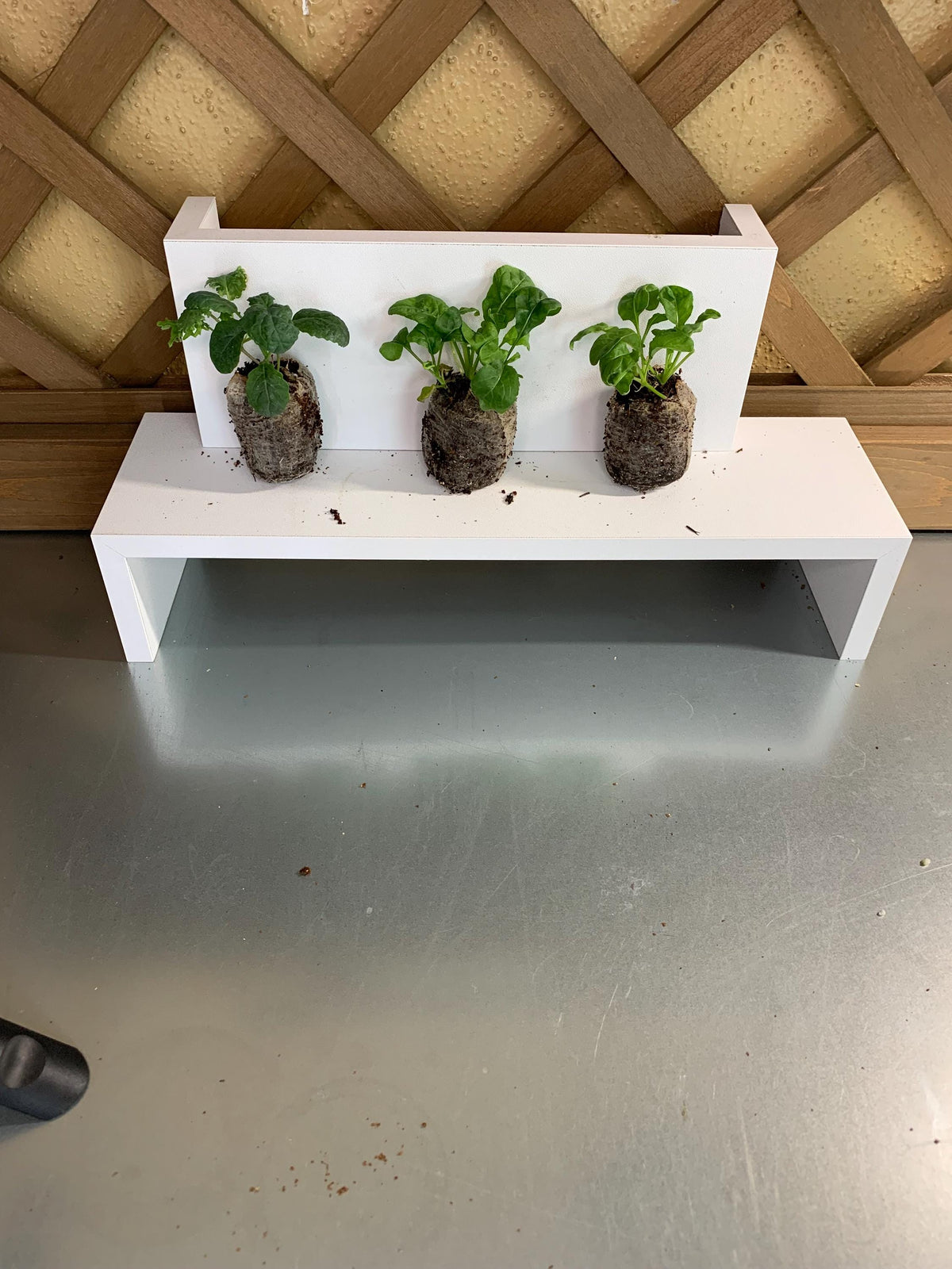 Arugula starter plants, Three live plugs, For garden beds or hydroponic setups