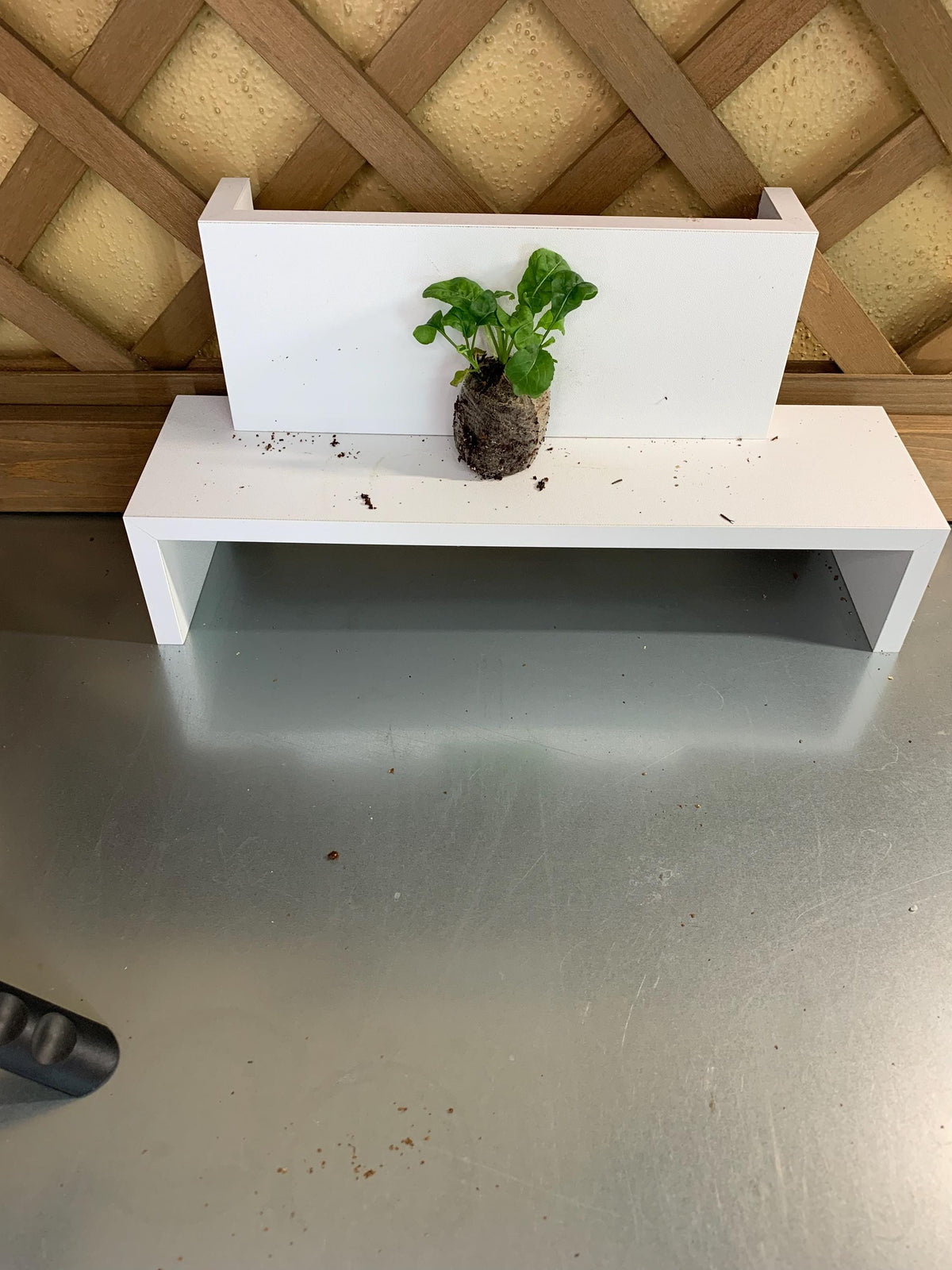 Arugula starter plants, Three live plugs, For garden beds or hydroponic setups