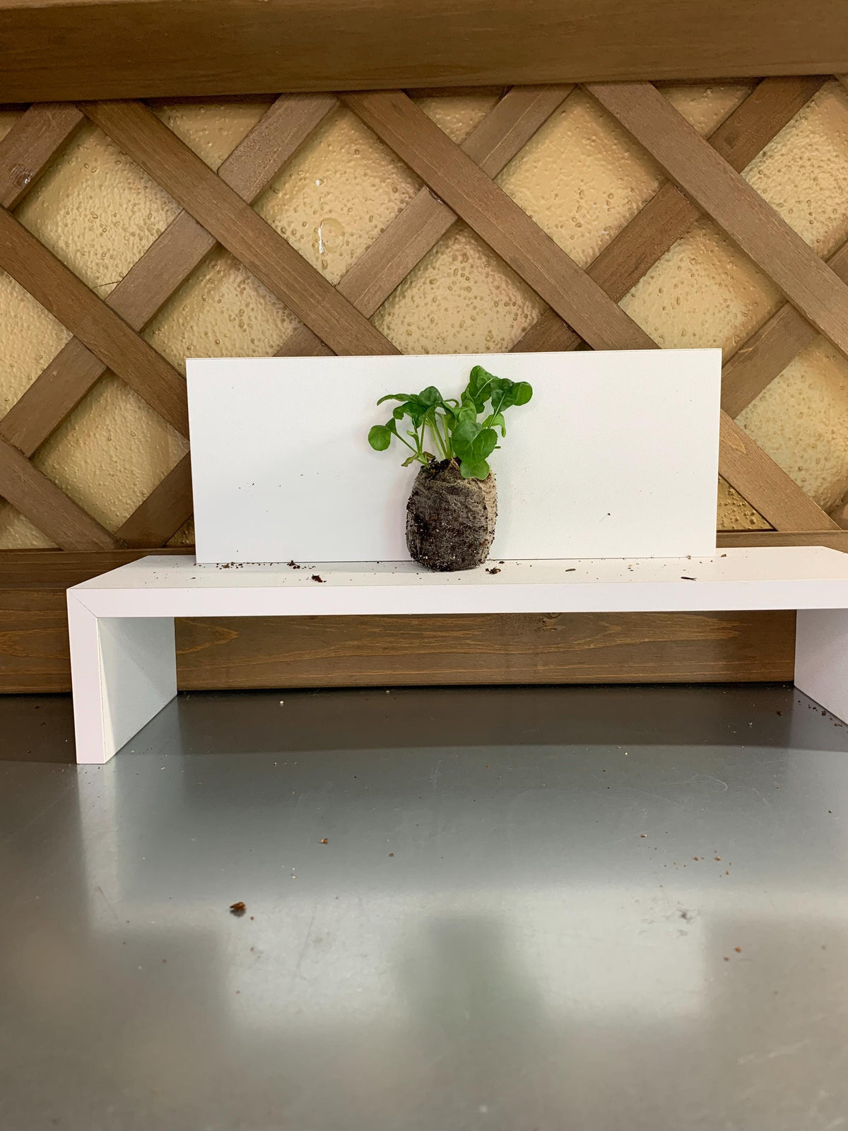 Arugula starter plants, Three live plugs, For garden beds or hydroponic setups