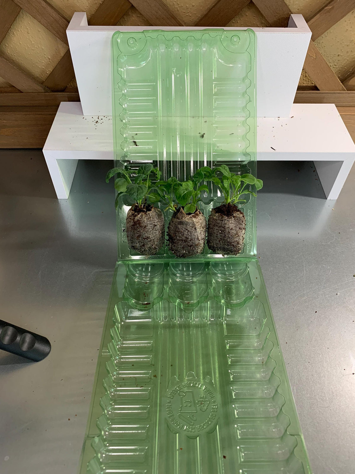 Arugula starter plants, Three live plugs, For garden beds or hydroponic setups