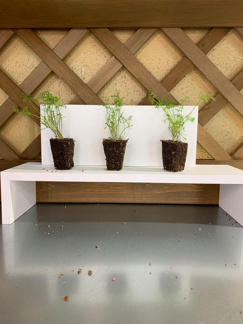 Dill Seedlings, 3 Live Starter Plugs, for Garden or Hydroponic Growing