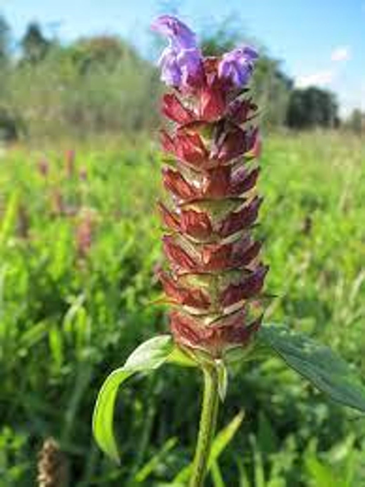 Field view of matured reddish bracted spike, rustic self heal plant habit, live herb plant for groundcover