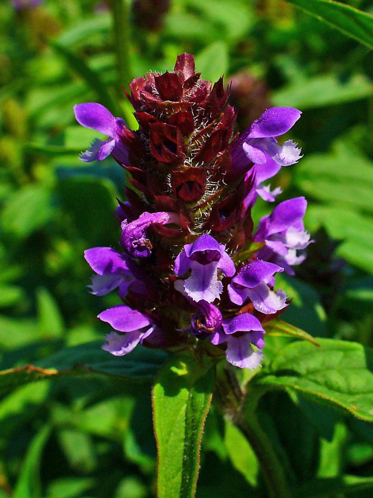 Vibrant deep-purple Prunella cluster with glossy leaves, ready as self heal starter plugs or plant starter plugs