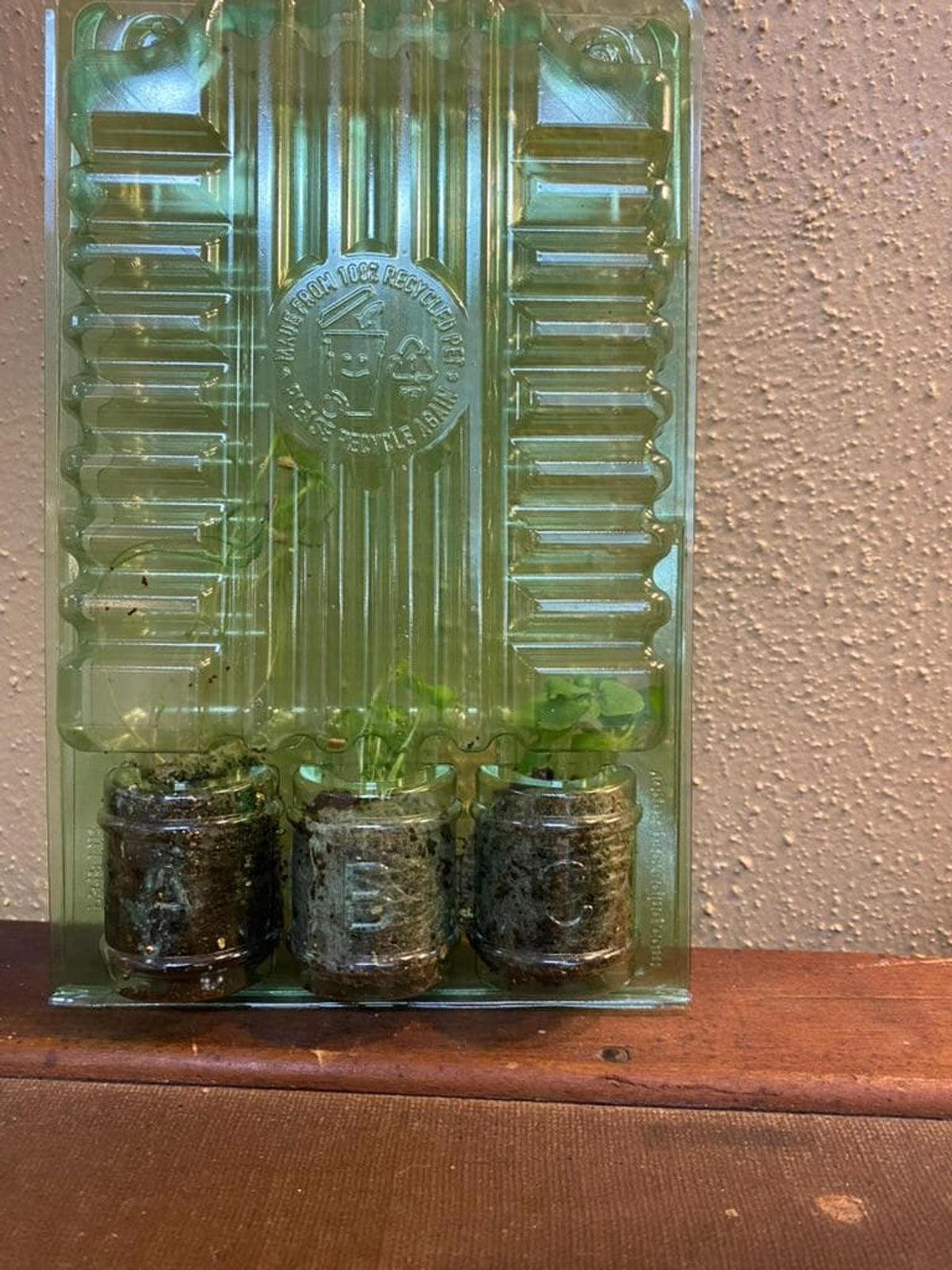 Three herb seedlings in a clear plastic clamshell, small soil herb plugs ready to transplant