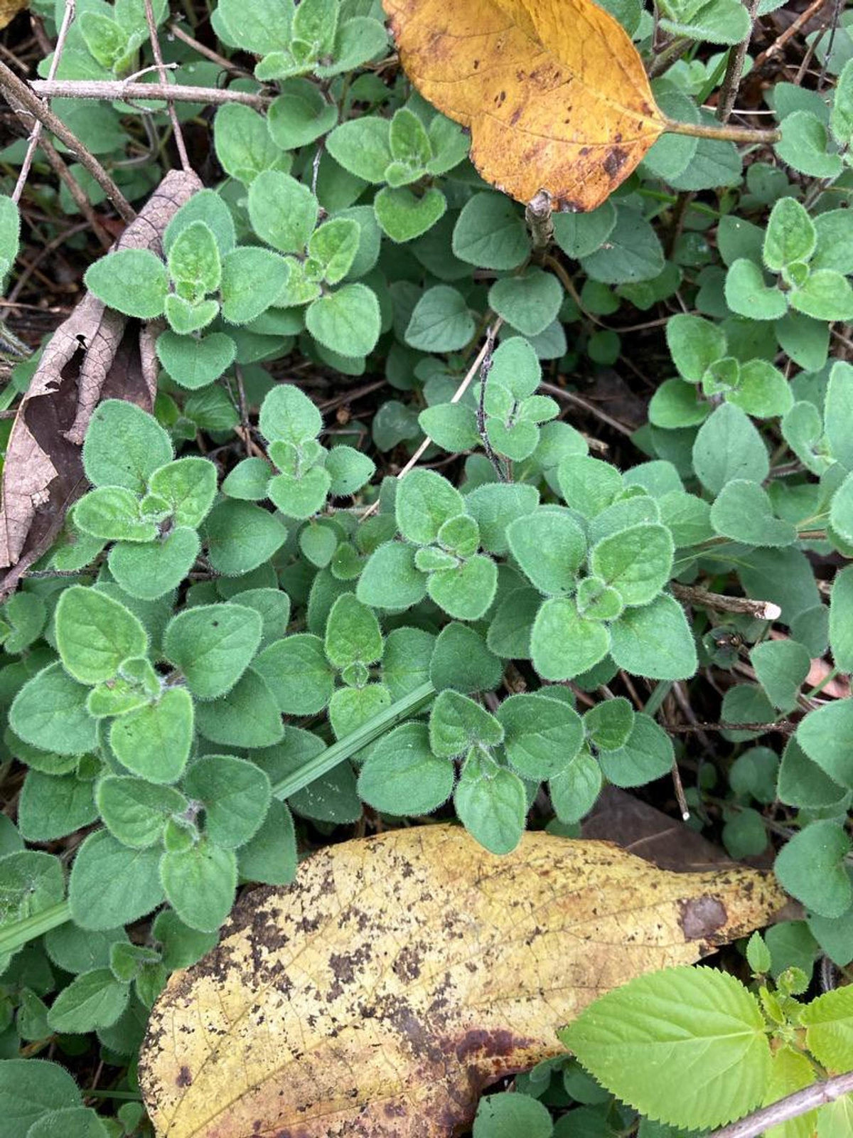 Dense mat of small rounded herb seedlings, low-growing herb garden starter forming groundcover