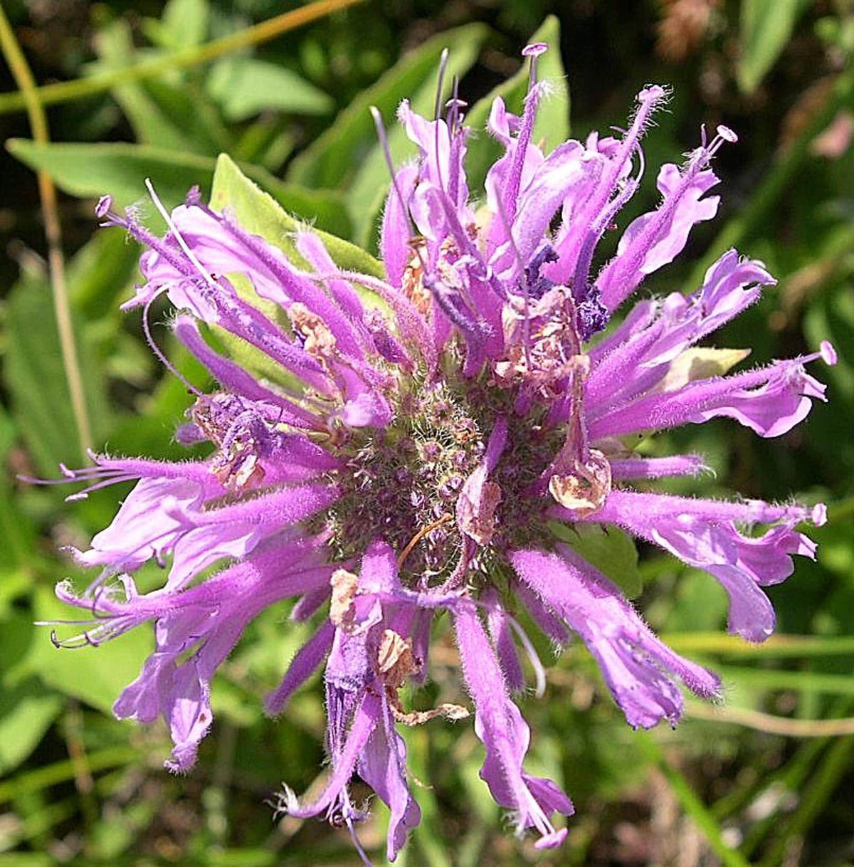 Tight close-up showing fuzzy purple petals, live wild bergamot for pollinator garden plants, Wild Bergamot Starter Plugs