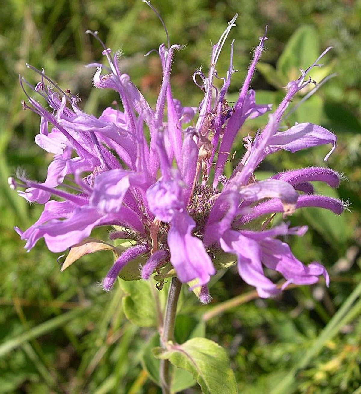 Side-angle purple bee balm head with stamens, Wild Bergamot Starter Plugs, bee balm starter plugs, plants for bees