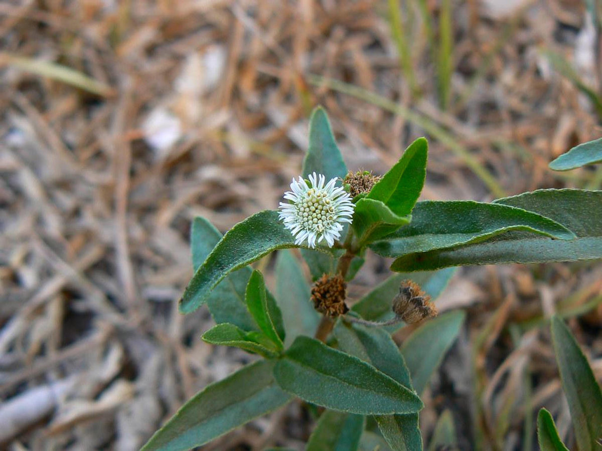Ground-level view of false daisy plant, single bloom among dry mulch, showing spreading habit.
