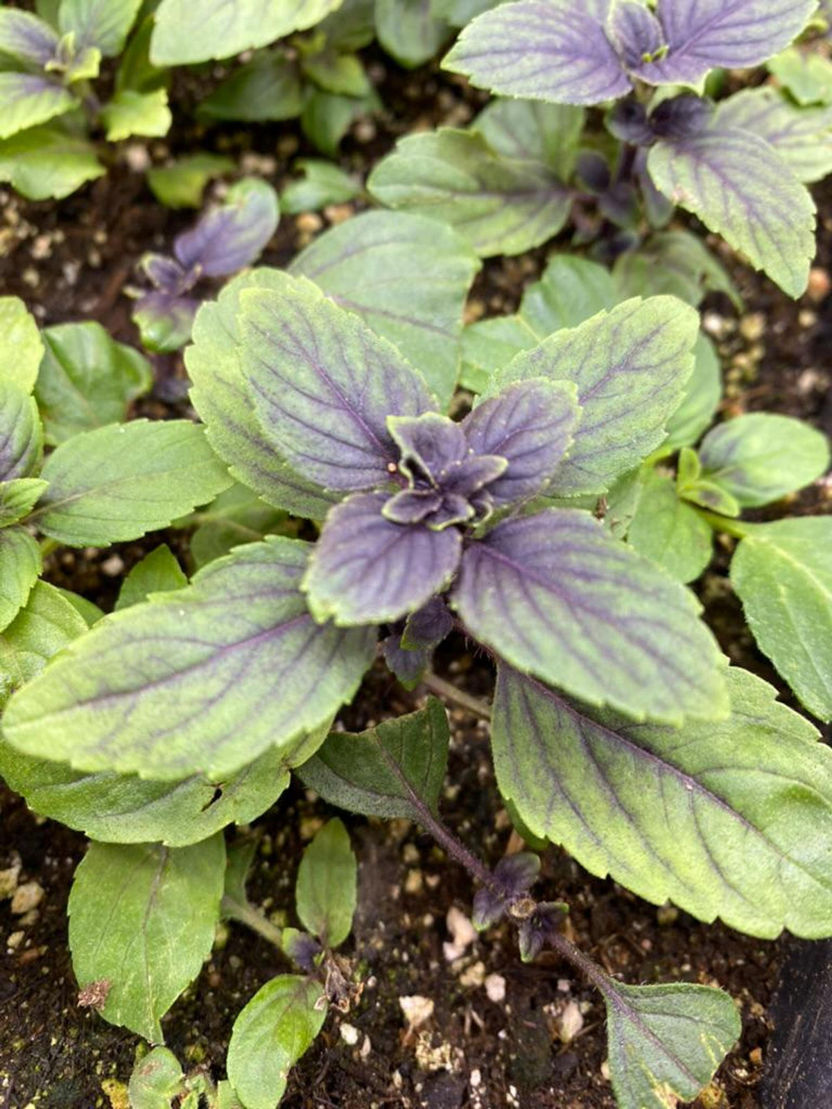 Purple-tinged culinary herb seedlings, variegated leaves with silvery undersides and texture