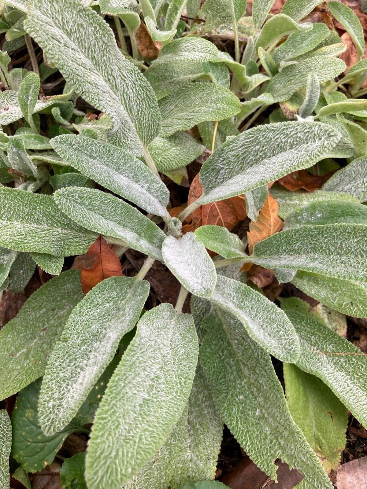 Silvery, fuzzy sage-like herb seedlings, textured leaves in a herb plant bundle ready to transplant